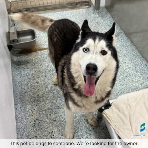 Photo of this dog.