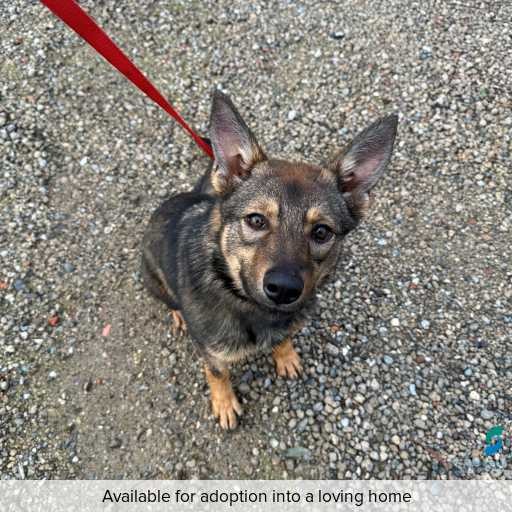 ID: D250365 Photo of dog with ID of : D250365.