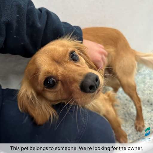 Photo of dog with ID of : D250416.