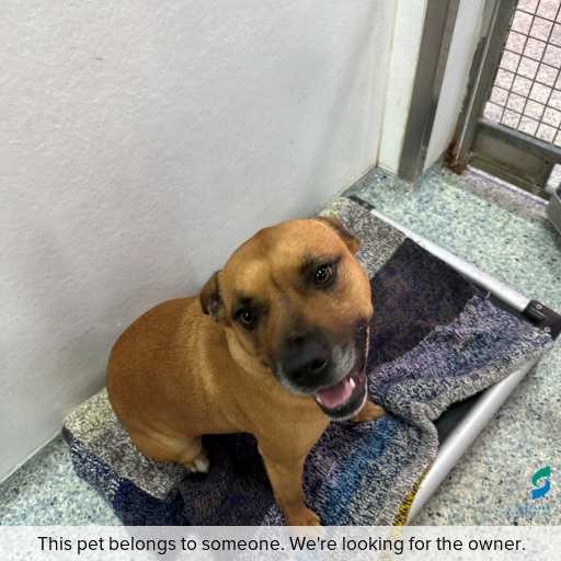 Photo of dog with ID of : D250418.