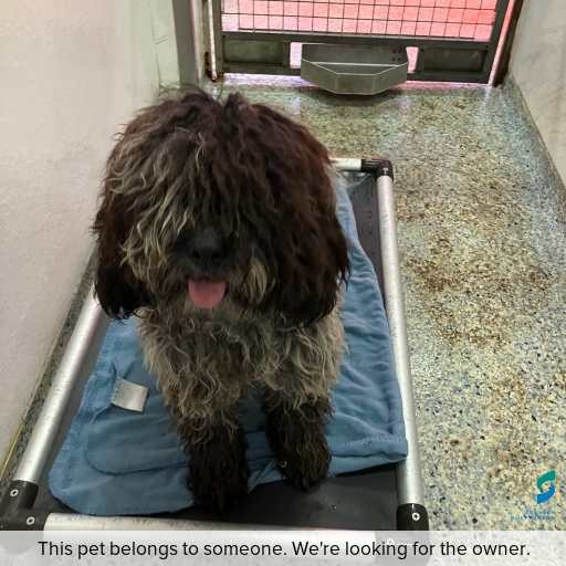 Photo of dog with ID of : D250426.