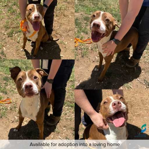 Photo of dog with ID of : D260030.