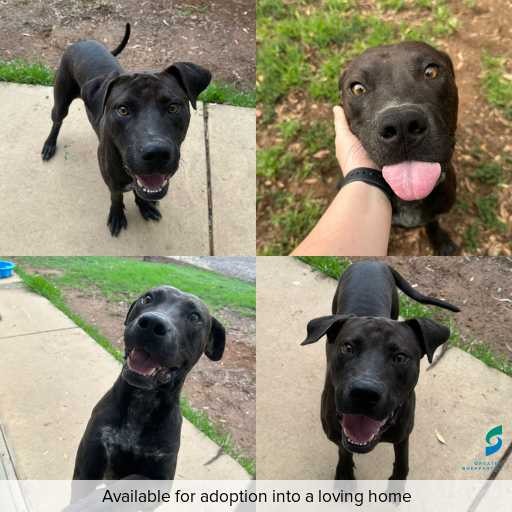 Photo of dog with ID of : D260071.