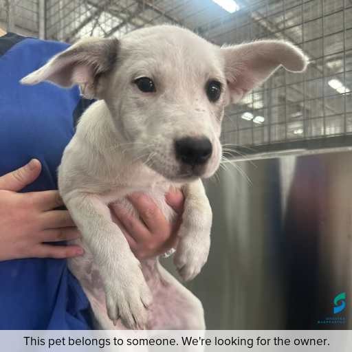 Photo of dog with ID of : D260114.