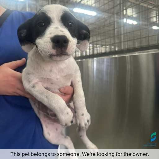 Photo of dog with ID of : D260115.