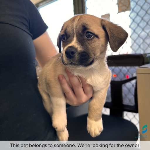 Photo of dog with ID of : D260121.