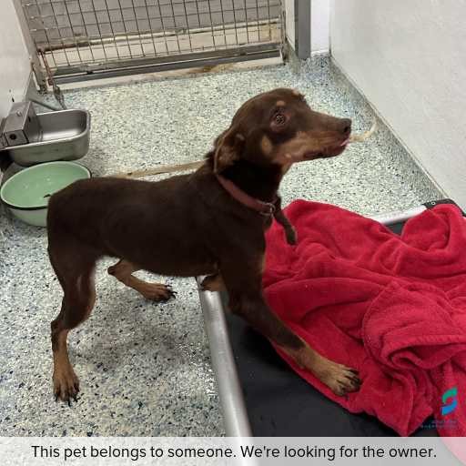 Photo of dog with ID of : D260316.