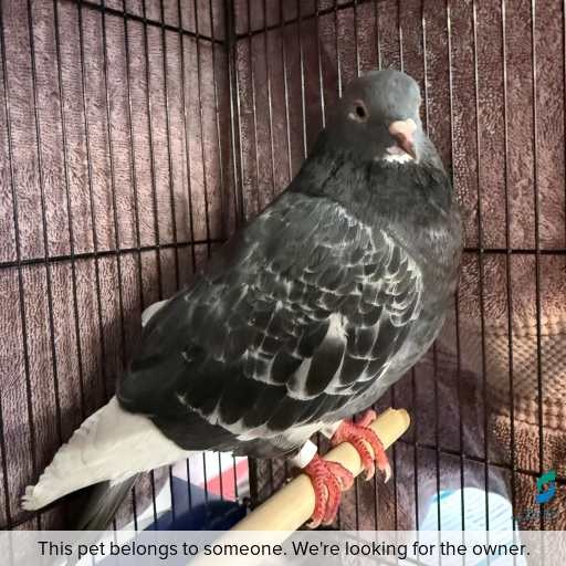 Photo of other with ID of : L915.