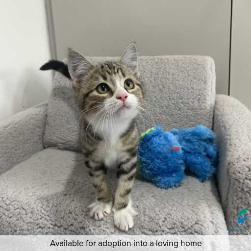 Photo of cat with ID of : C260195.