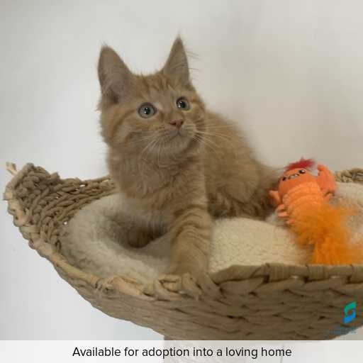 Photo of cat with ID of : C260249.