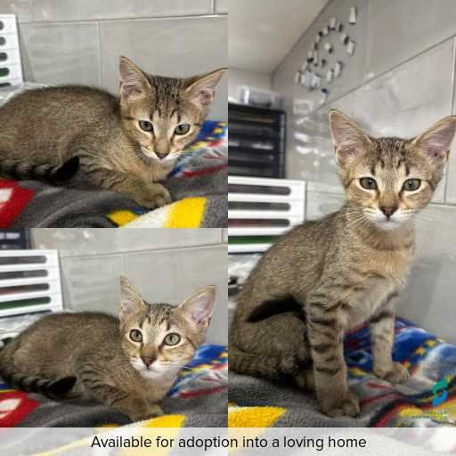 Photo of cat with ID of : C250994.
