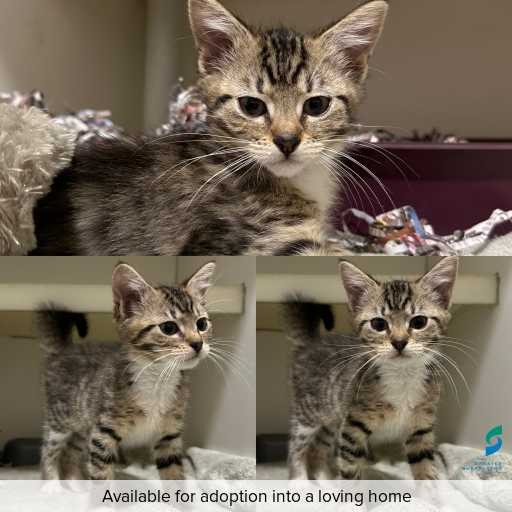 Photo of cat with ID of : C251044.