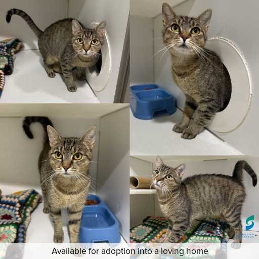 Photo of cat with ID of : C260282.