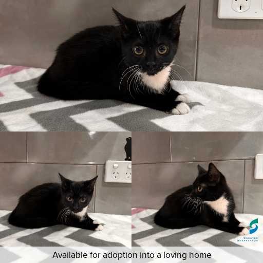 Photo of cat with ID of : C251324.