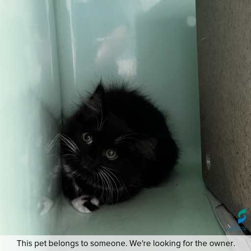 Photo of cat with ID of : C260026.