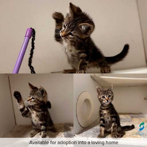 Photo of cat with ID of : C260276.