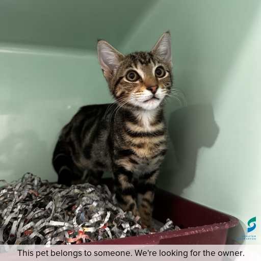 Photo of cat with ID of : C260050.