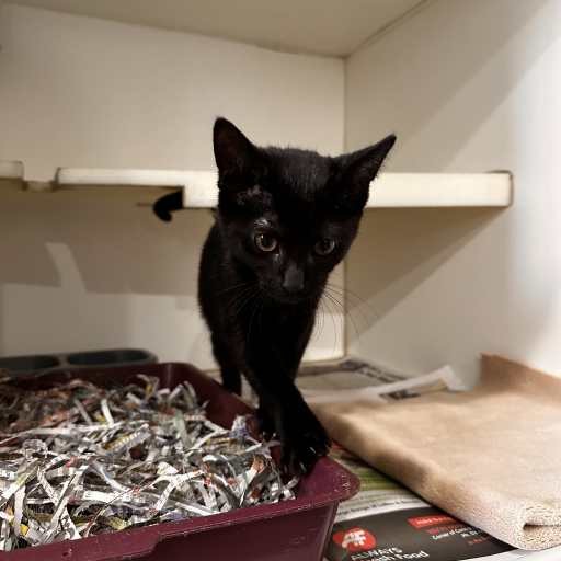 Photo of cat with ID of : C260061.