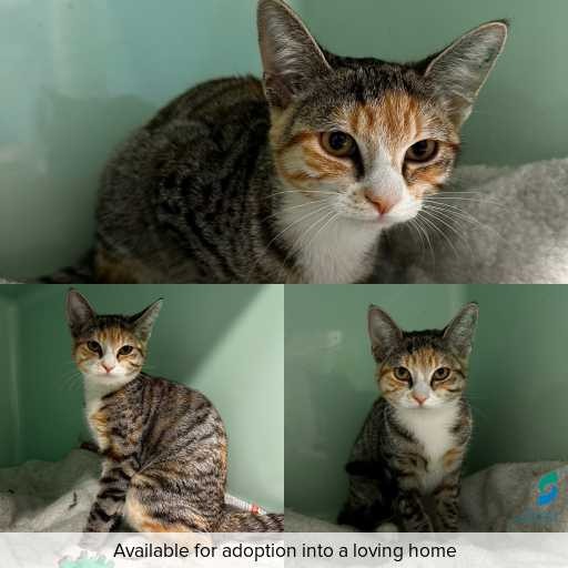 Photo of cat with ID of : C260121.