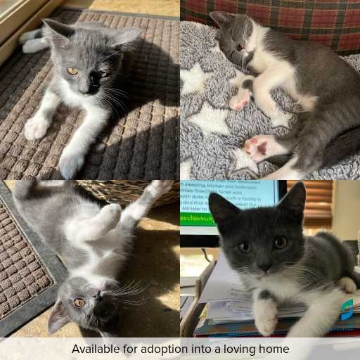 Photo of cat with ID of : C260186.