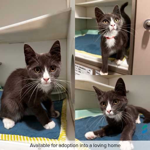 Photo of cat with ID of : C260201.