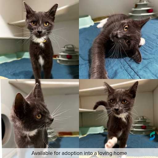 Photo of cat with ID of : C260202.