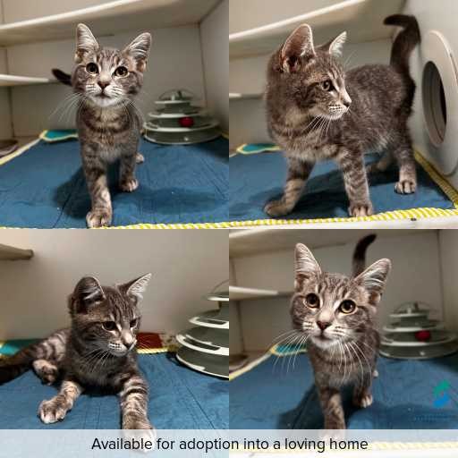 Photo of cat with ID of : C260203.