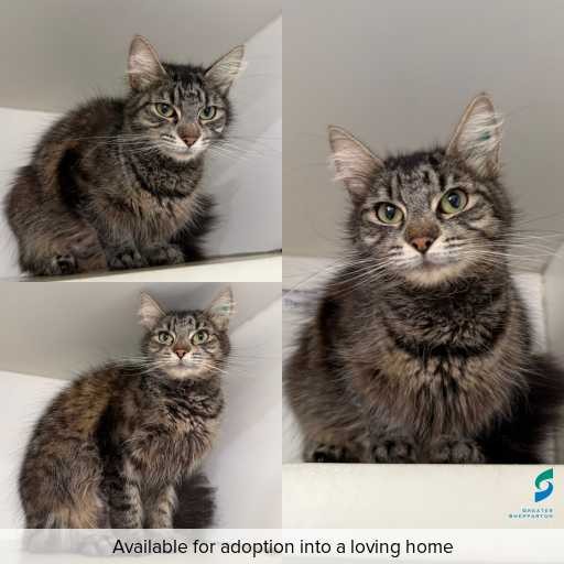 Photo of cat with ID of : C260254.