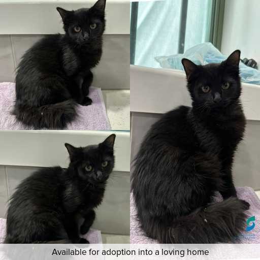 Photo of cat with ID of : C260257.