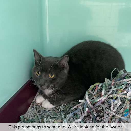 Photo of cat with ID of : C260372.