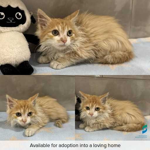 Photo of cat with ID of : C260506.