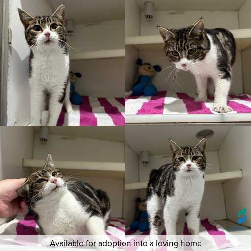 Photo of cat with ID of : C260522.