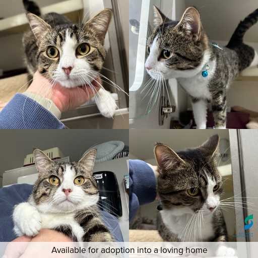 Photo of cat with ID of : C260528.