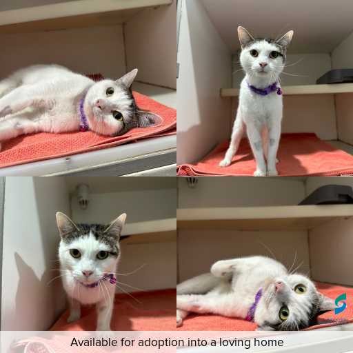 Photo of cat with ID of : C260529.