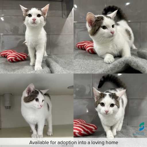 Photo of cat with ID of : C260540.