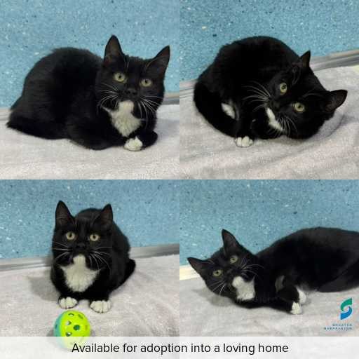 Photo of cat with ID of : C260551.