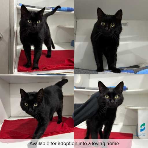 Photo of cat with ID of : C260584.