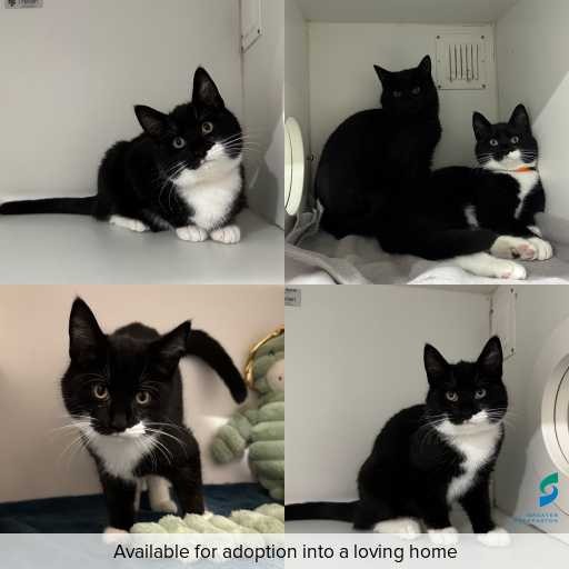 Photo of cat with ID of : C260602.