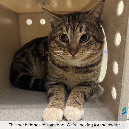 Photo of cat with ID of : C260686.