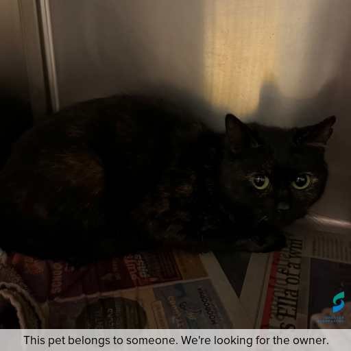 Photo of cat with ID of : C260689.