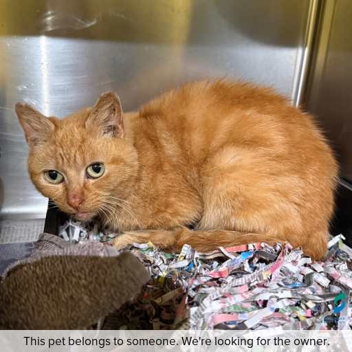 Photo of cat with ID of : C260690.