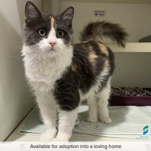 Photo of cat with ID of : C260348.