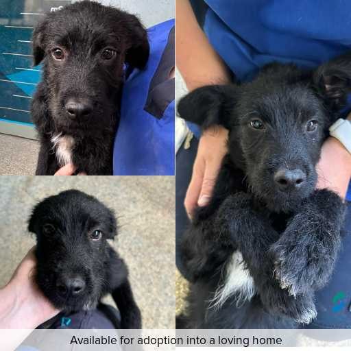 Photo of dog with ID of : D260055.