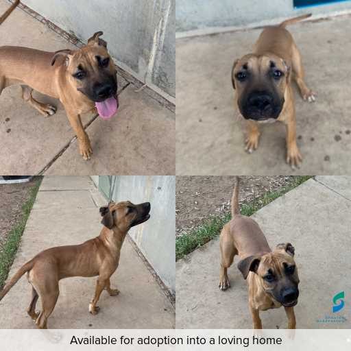 Photo of dog with ID of : D260165.