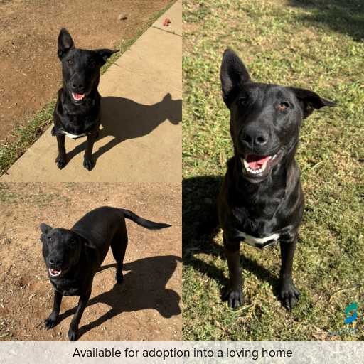 Photo of dog with ID of : D260274.