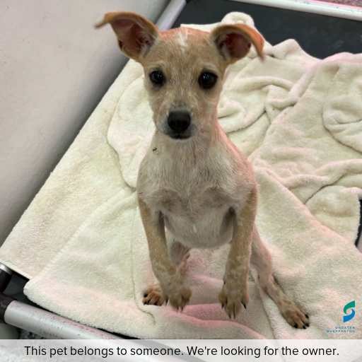 Photo of dog with ID of : D260237.