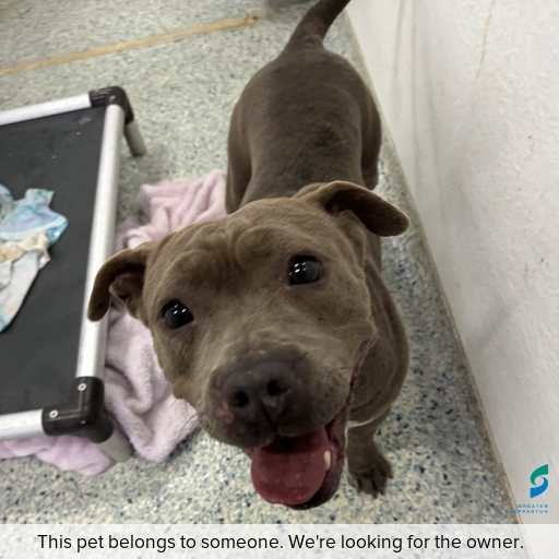 Photo of dog with ID of : D260414.