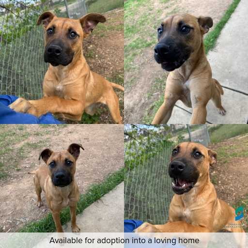 Photo of dog with ID of : D260473.