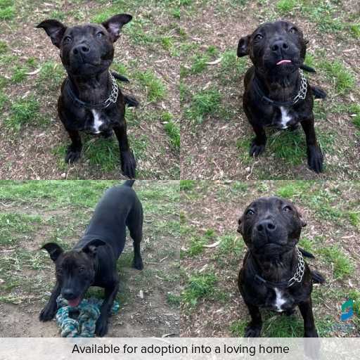 Photo of dog with ID of : D260474.