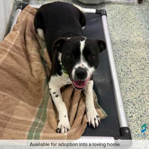 Photo of dog with ID of : D260479.